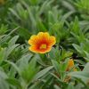 Lot de 6 pots Calibrachoa 'Aloha Kona'