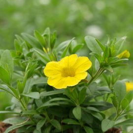 Lot de 6 pots Calibrachoa 'Aloha Kona'