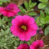 Lot de 6 pots Calibrachoa 'Aloha Kona'