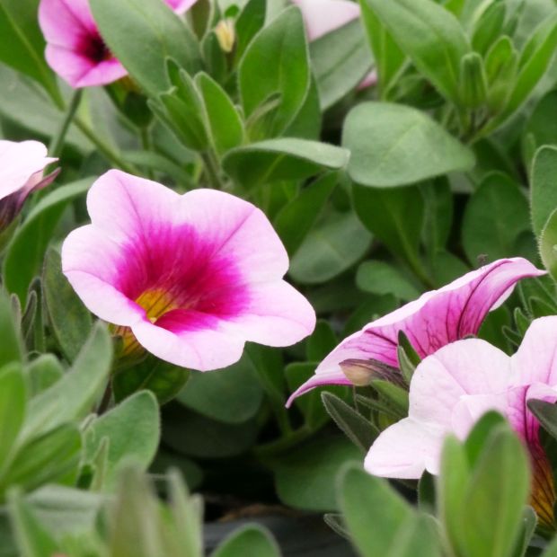 Lot de 6 pots Calibrachoa 'Aloha Kona'