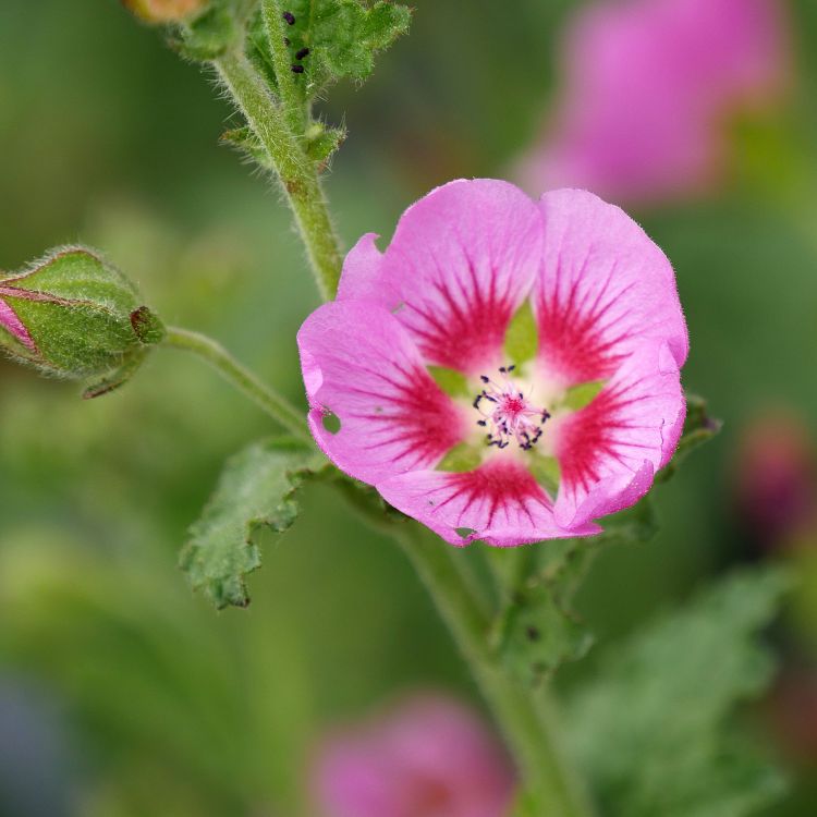 Anisodontea El rayo : masse de fleurs roses, achat, conseil - Tijardin