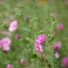 Anisodontea 'El Rayo'