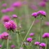 Gomphrena 'Truffula Pink'