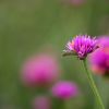 Gomphrena 'Truffula Pink'