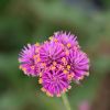 Gomphrena 'Truffula Pink'