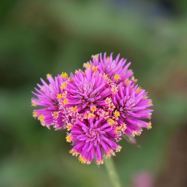 Gomphrena 'Truffula Pink'