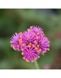 Gomphrena 'Truffula Pink'