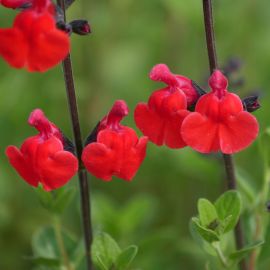 Oeillets très florifère 'I Love You' - Achat direct producteur