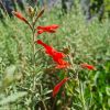 Epilodium Canum - Fuchsia de Californie