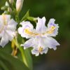 Iris japonica variegata