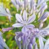 Agapanthe 'Crystal Blue'