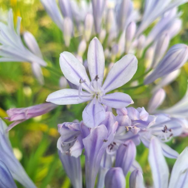 Agapanthus 'Crystal Blue' Agapanthus 'Crystal Blue'