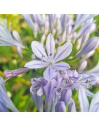 Agapanthe 'Crystal Blue'