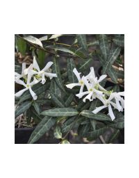 Trachelospermum jasminoides 'Wilsonii' - Jasmin étoilé
