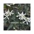 Trachelospermum jasminoides 'Wilsonii' (Jasmin étoilé)