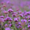 Verveine Bonariensis Lollipop