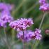 Verbena bonariensis 'Lollipop'- Verveine de Buenos Aires naine