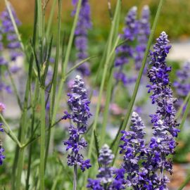 Sauge 'Mystic Spires Blue'