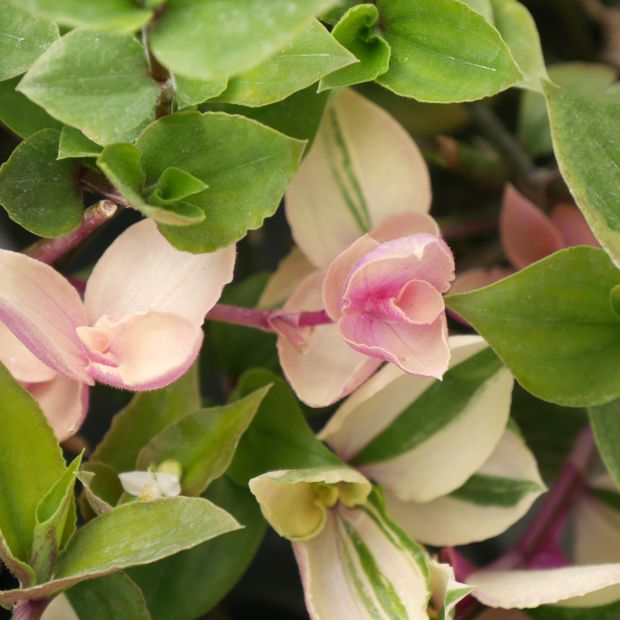 Tradescantia Fluminensis 'Quadricolor'