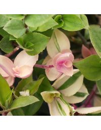 Tradescantia Fluminensis 'Quadricolor'