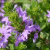 Scaevola aemula 'Abanico'