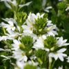 Scaevola aemula 'Abanico'