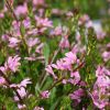 Scaevola aemula 'Abanico'