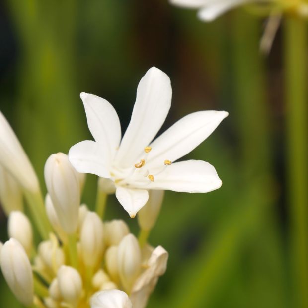Agapanthus 'Pitchoune white'