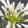 Agapanthus 'Pitchoune white'