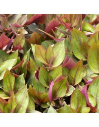 Tradescantia zebrina - Misère zébrée