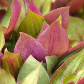 Tradescantia Zebrina