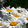 Leucanthemum compact - Marguerite