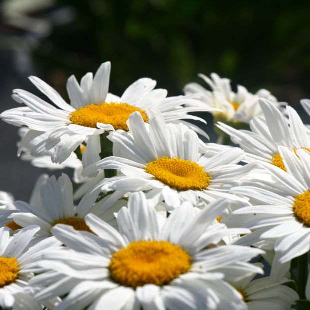 Leucanthemum compact - Marguerite