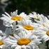 Marguerite - Leucanthemum compact