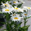 Leucanthemum compact - Marguerite