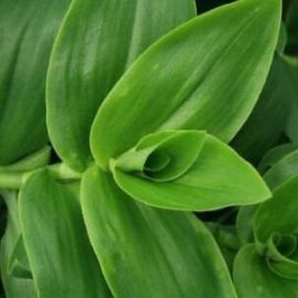 Tradescantia Fluminensis