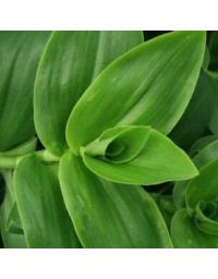 Tradescantia Fluminensis