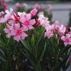 Nerium Oleander 'Grandiflorum'