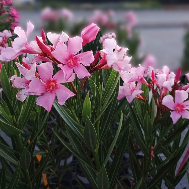 Nerium Oleander 'Grandiflorum' Nerium Oleander 'Grandiflorum'