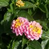 Lantana 'Havana Sunrise'