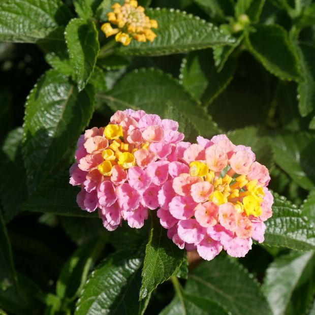 Lantana 'Havana Sunrise'