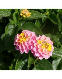 Lantana camara 'Havana Sunrise'