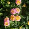 Lantana 'Havana Sunrise'