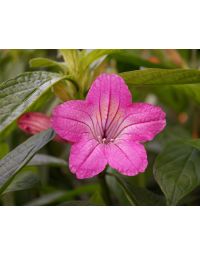 Ruellia macrantha