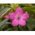 Ruellia macrantha