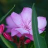 Nerium oleander 'Professeur Granel'