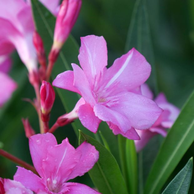 Nerium oleander 'Professeur Granel'