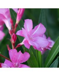 Laurier-rose 'Professeur Granel' (Nerium oleander)