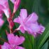 Laurier-rose 'Professeur Granel' (Nerium oleander)