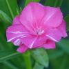 Nerium oleander 'Tamoure'